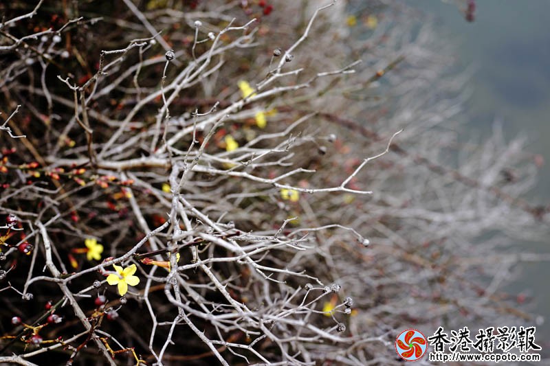 春信2..jpg