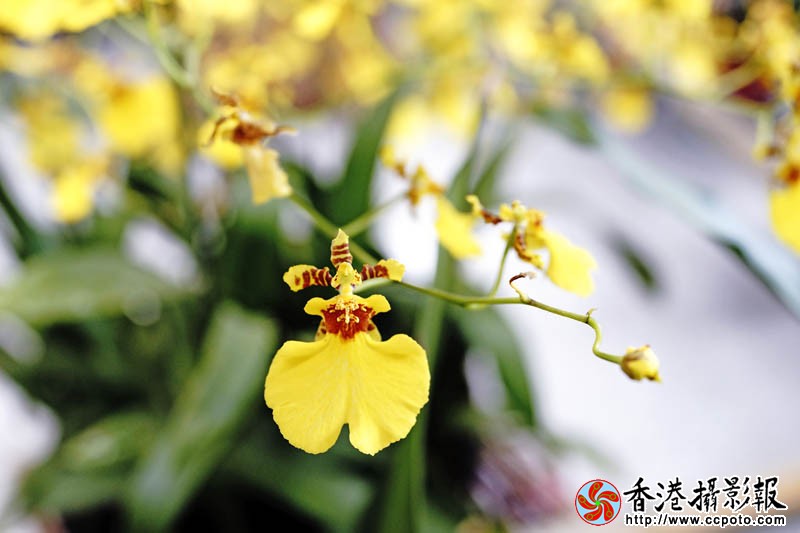 春信5..jpg