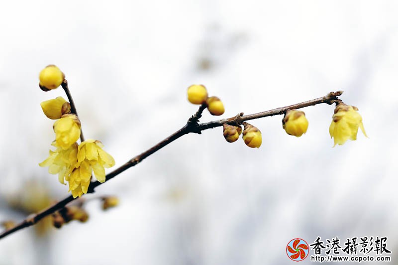 春信3..jpg