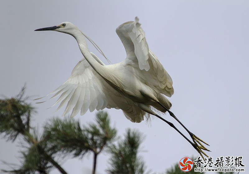 IMG_8655白鹭1.jpg