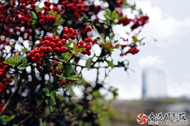 一往情深2..jpg