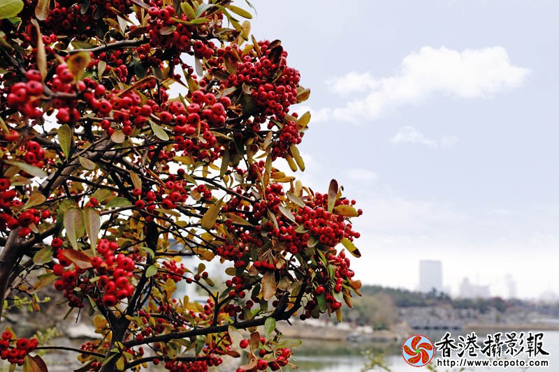 一往情深12..jpg