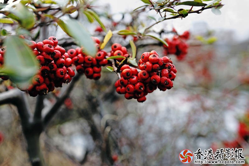 一往情深15..jpg