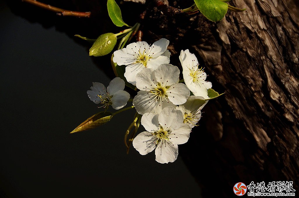 DSC_5120_副本.jpg
