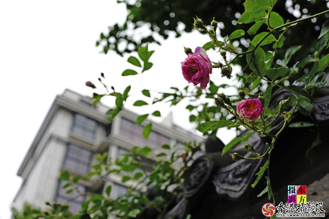 蔷薇花开2..jpg