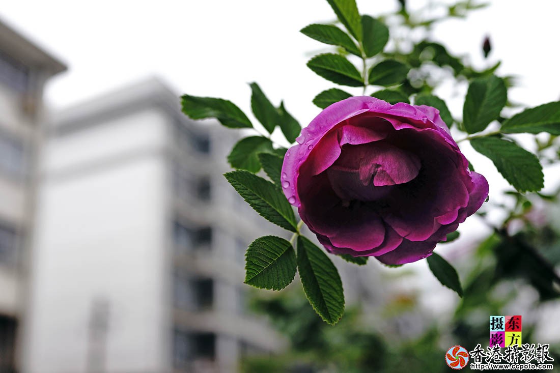 蔷薇花开3..jpg
