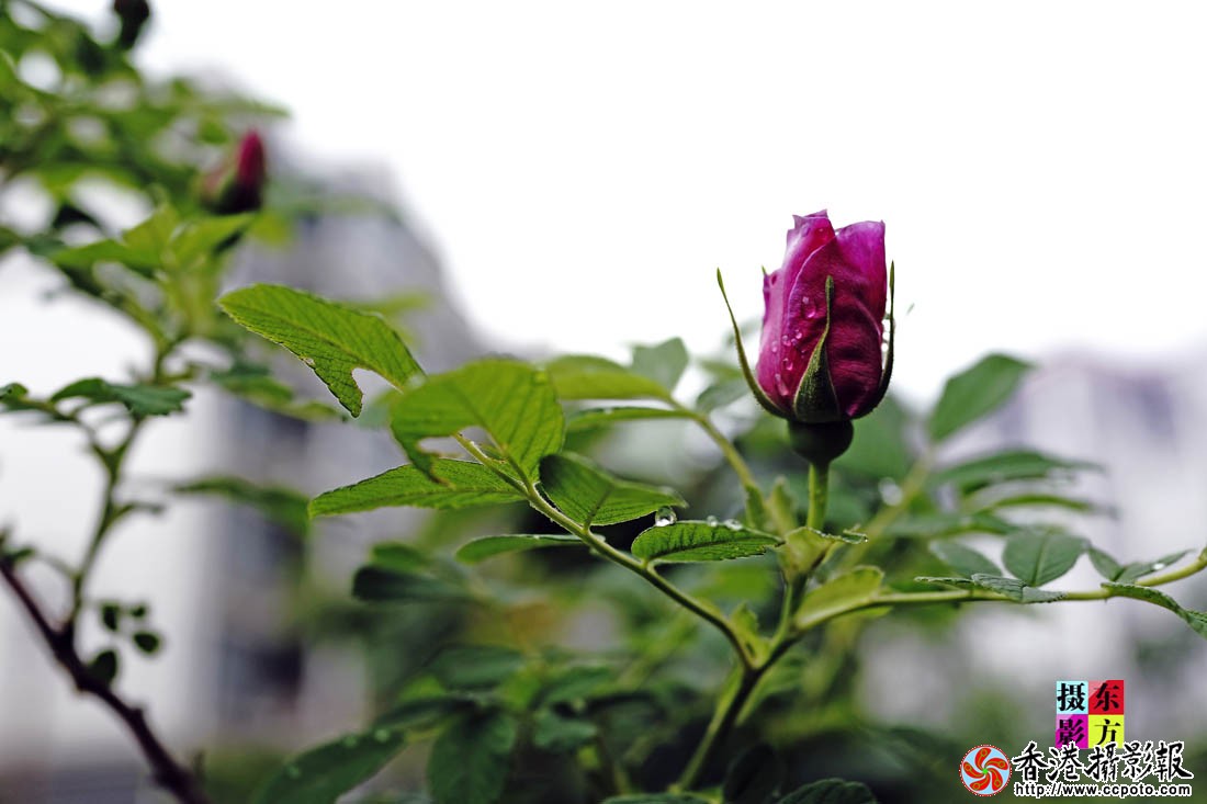 蔷薇花开4..jpg