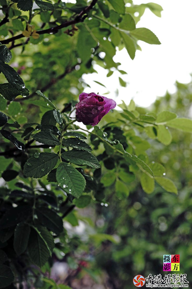蔷薇花开5..jpg