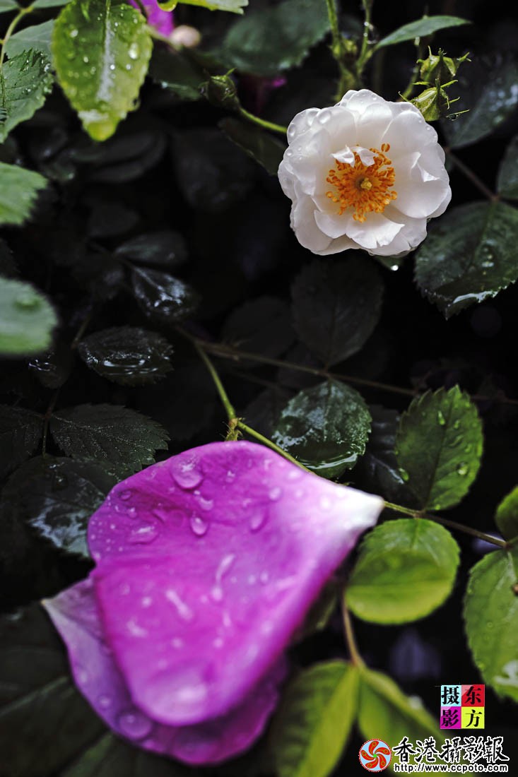 蔷薇花开9..jpg