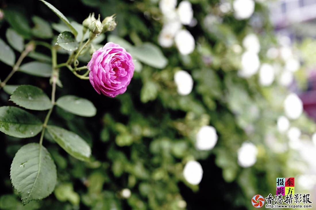 蔷薇花开11..jpg
