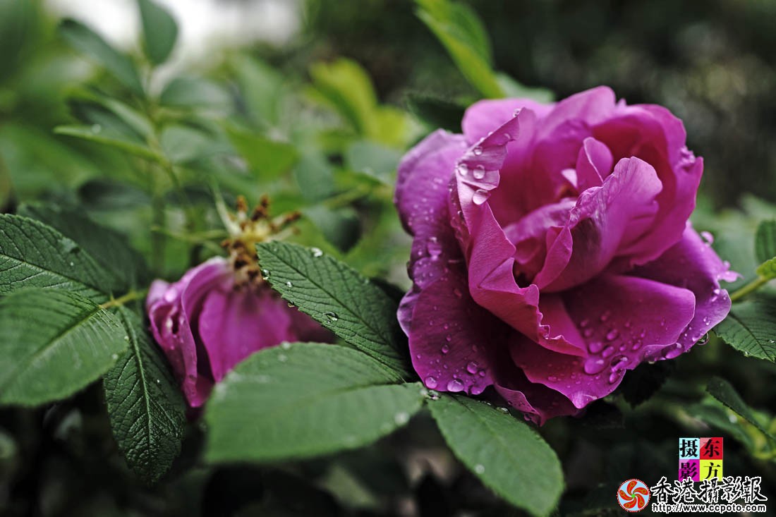 蔷薇花开13..jpg