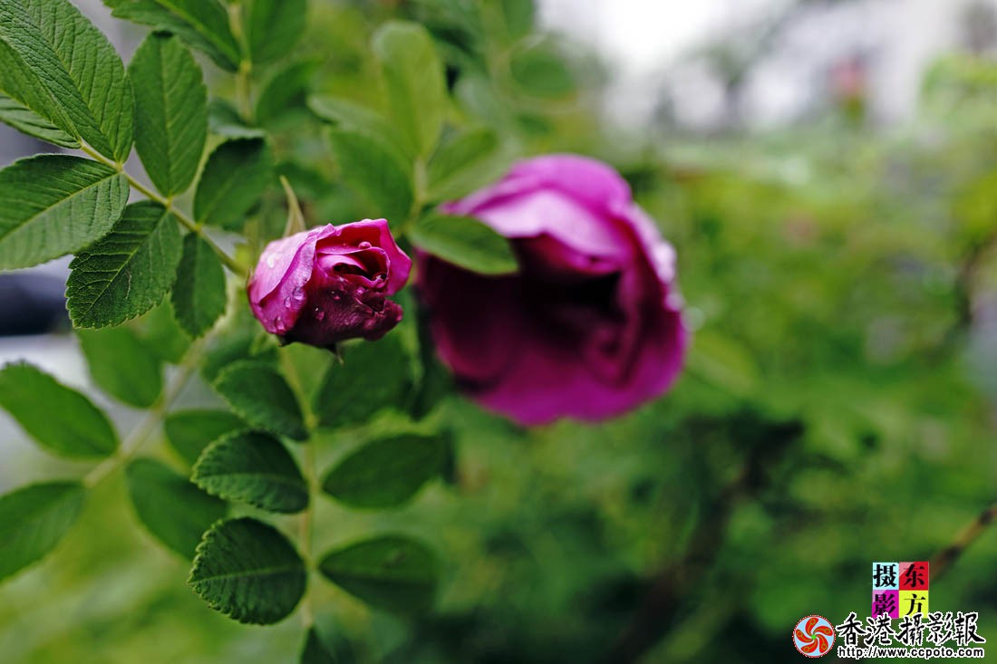 蔷薇花开12..jpg