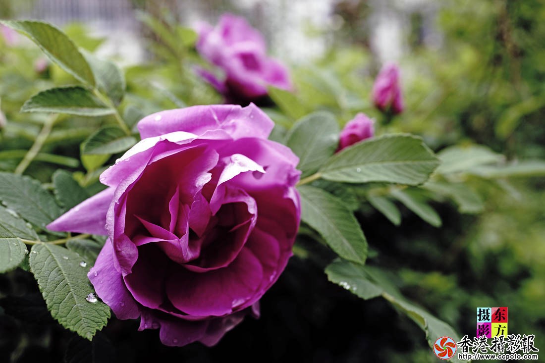 蔷薇花开14..jpg