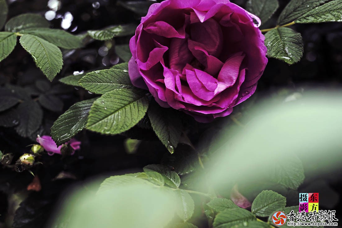 蔷薇花开15..jpg