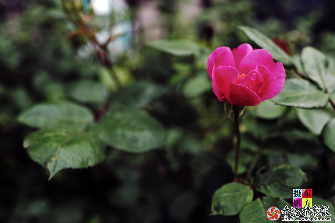 蔷薇花开17..jpg