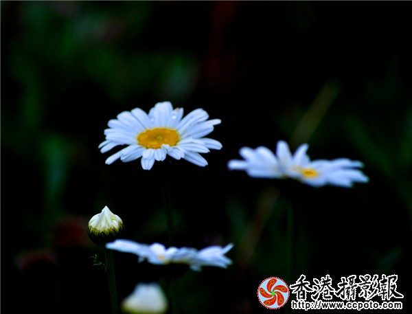 DSC_0239_副本.jpg