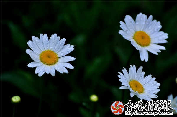 DSC_0230_副本.jpg
