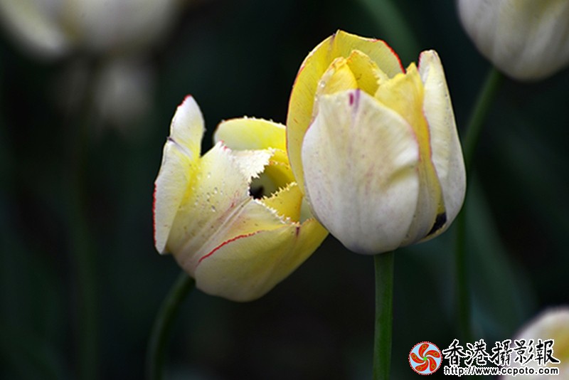 DSC初吻_1708.jpg
