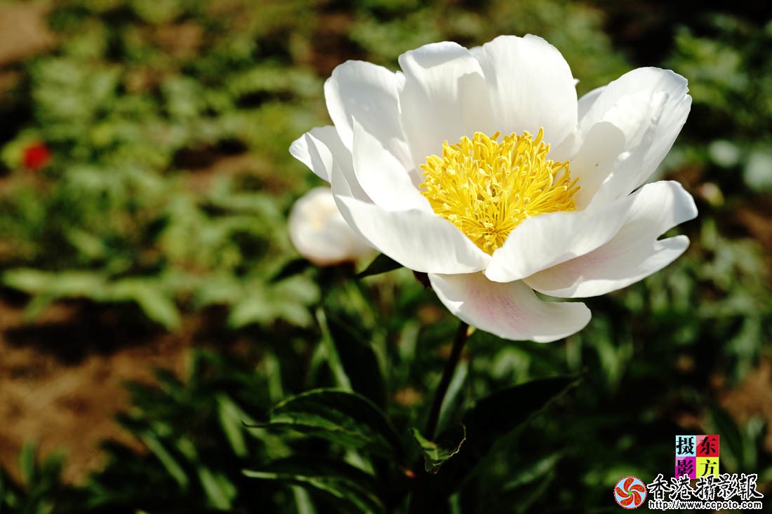 烈日下的芍药花11..jpg