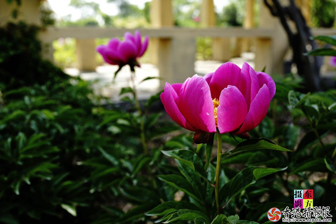 烈日下的芍药花13..jpg