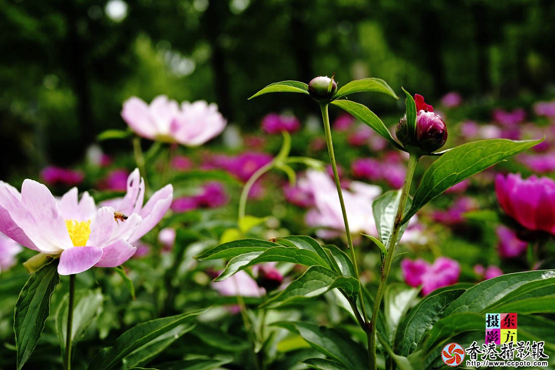 烈日下的芍药花15..jpg