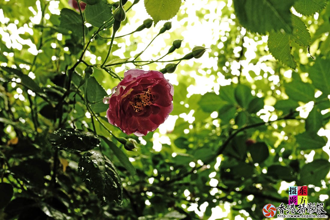 蔷薇情15..jpg