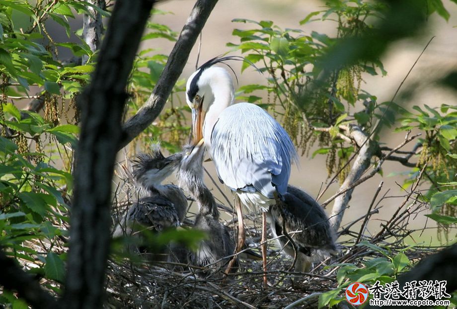 白鹭 030副本...jpg