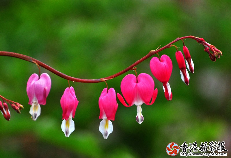 DSC_副本0243.jpg