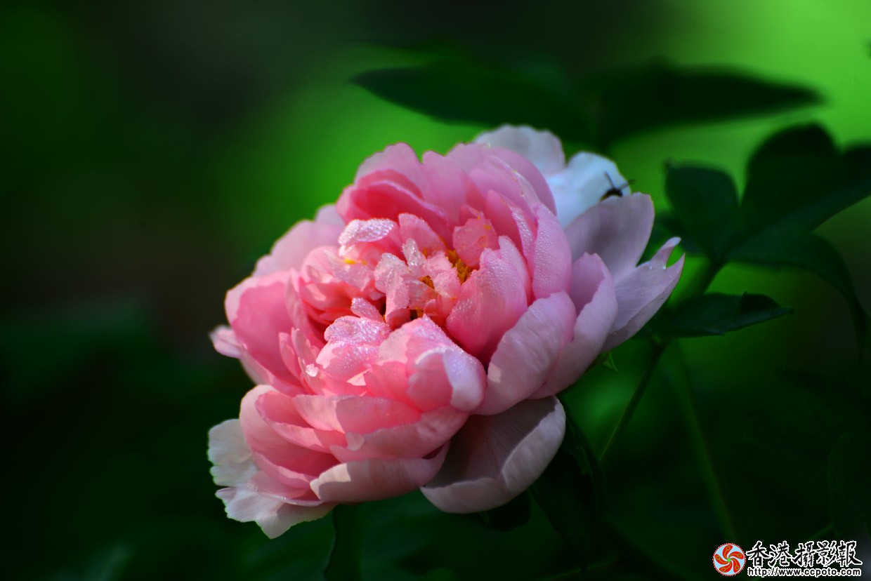 DSC_副本7162.jpg