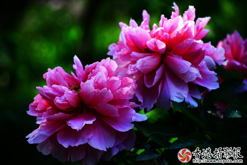 DSC副本_7439.jpg