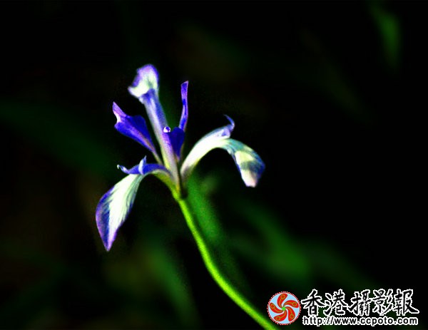DSC_0595_副本.jpg
