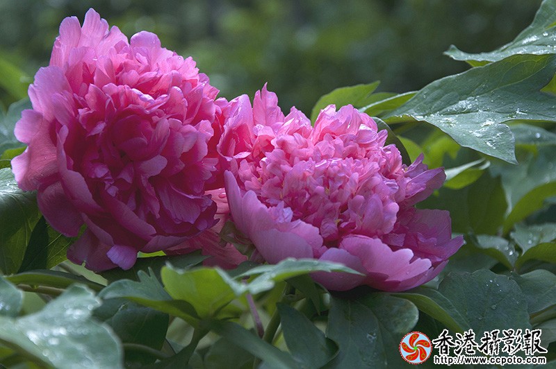 DSC_0040副本fb.jpg