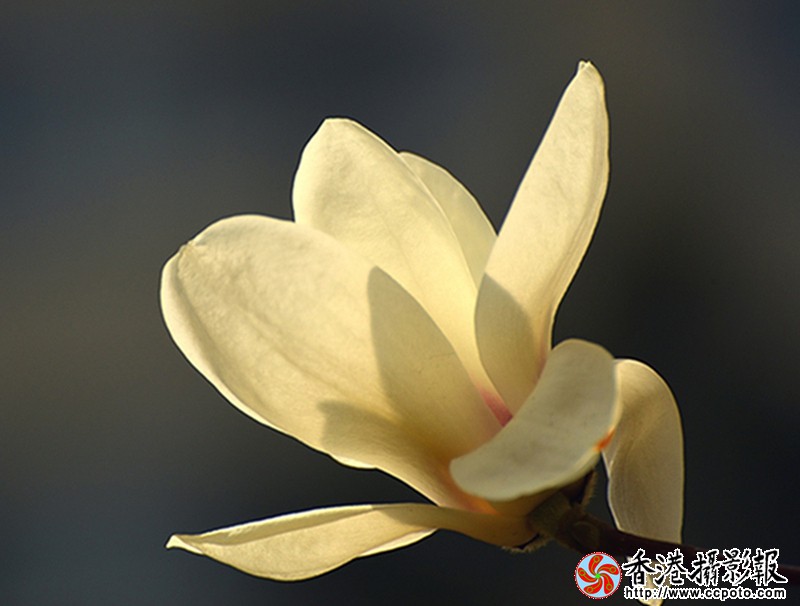 DSC白玉兰_9669.JPG