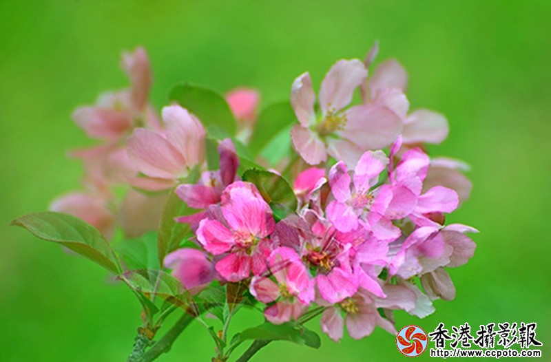 DSC海棠花_1627 - 副本.jpg