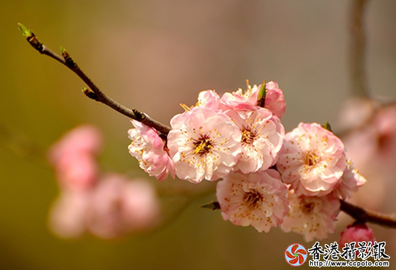 DSC梅花_9823.JPG