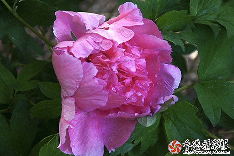 DSC牡丹_0012.JPG