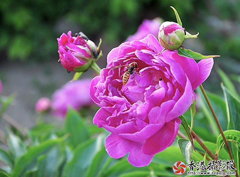 DSC芍药花_0124.jpg