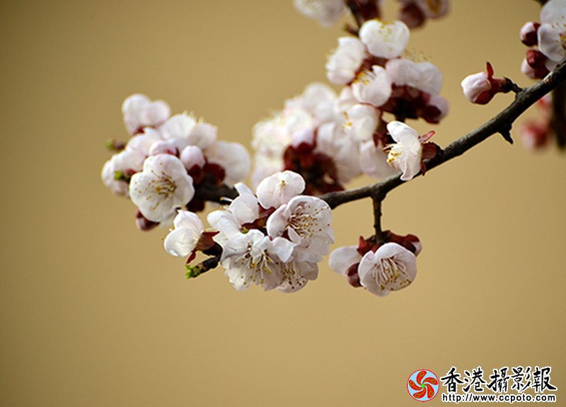 DSC杏花_9694.JPG
