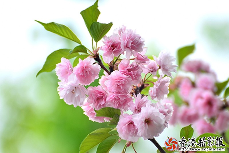 DSC樱花_1650.jpg