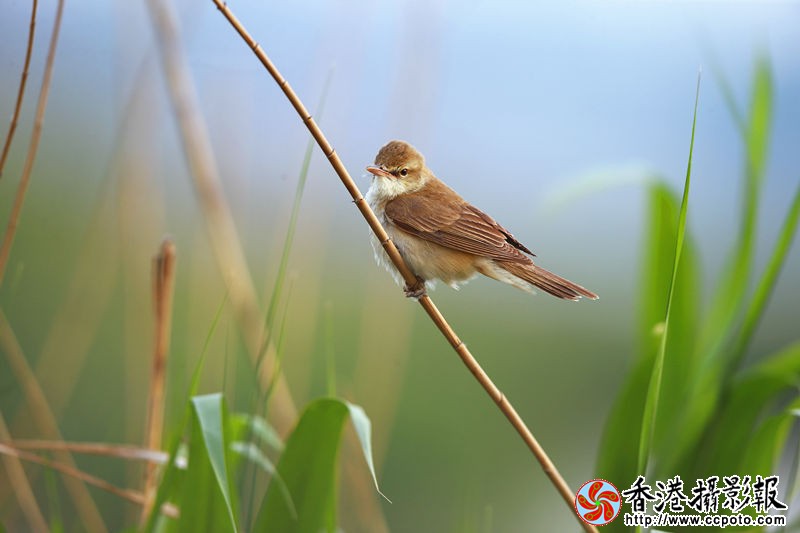 H46R1155_副本.jpg