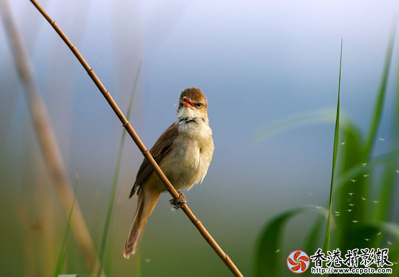 H46R1058_副本.jpg