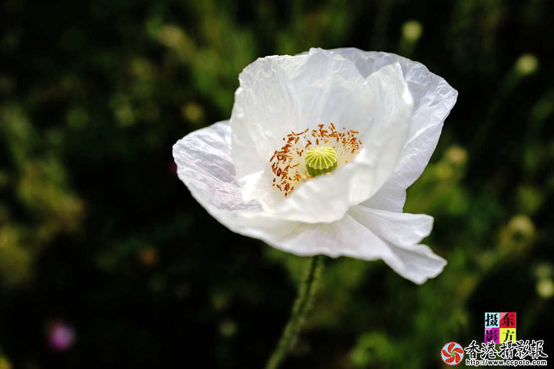 美人花5..jpg
