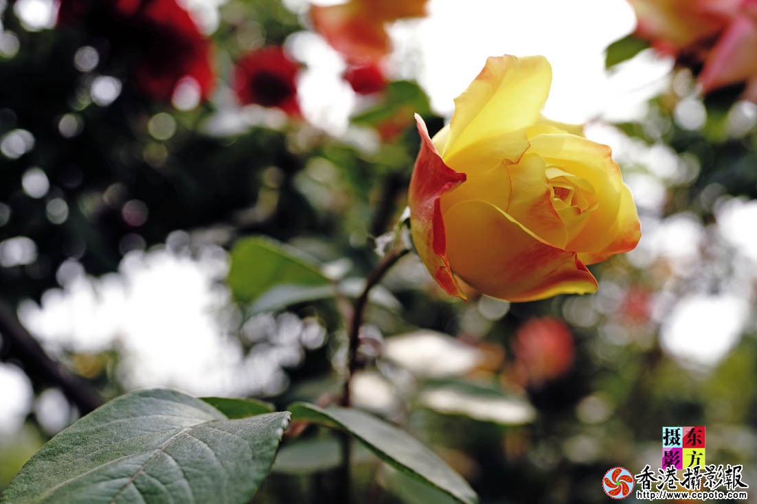书法广场的月季花１..jpg