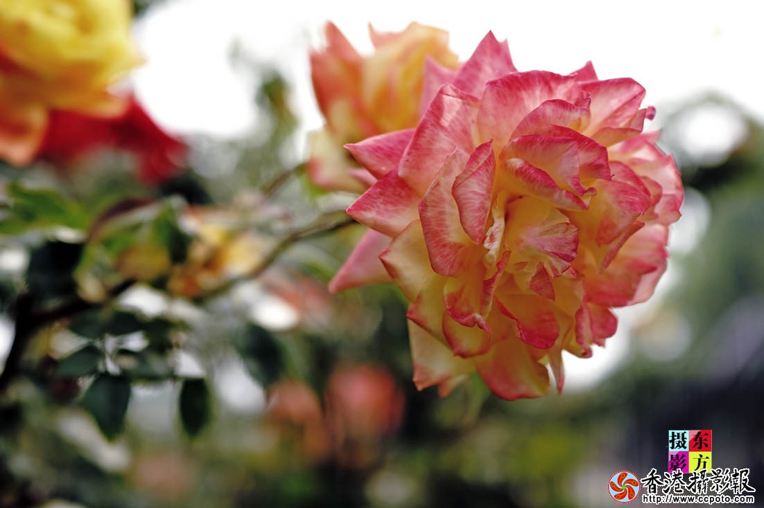 书法广场的月季花３..jpg