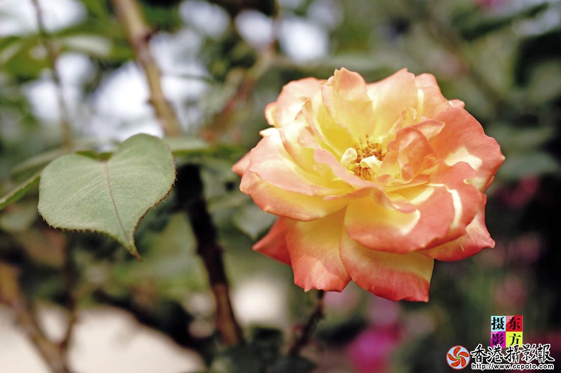 书法广场的月季花４..jpg