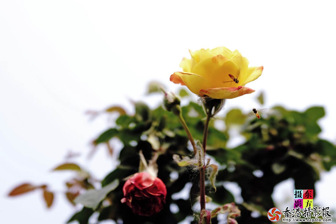 书法广场的月季花5..jpg