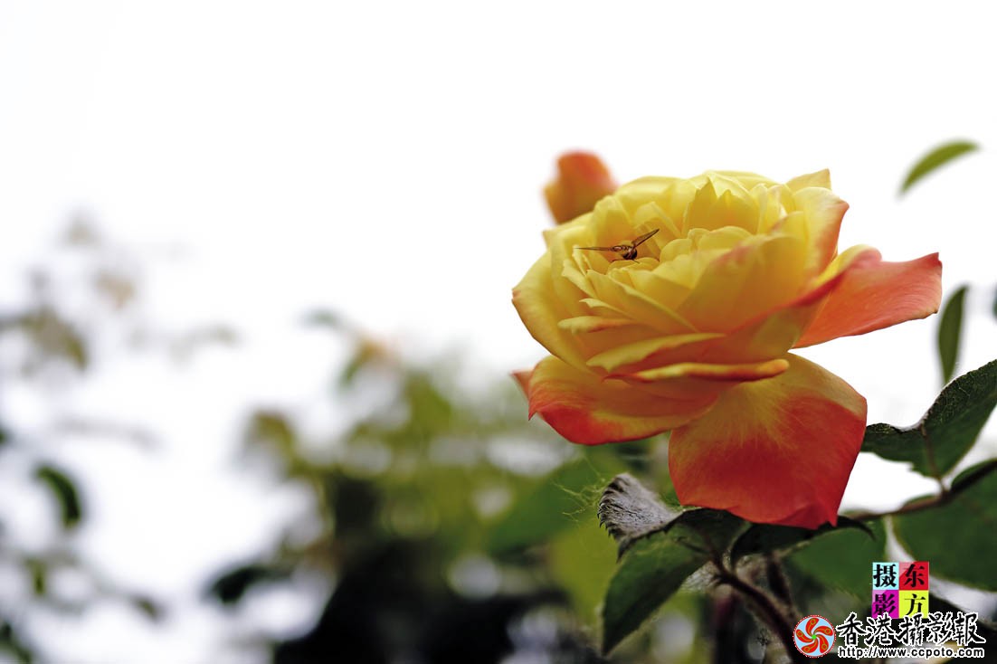 书法广场的月季花６..jpg