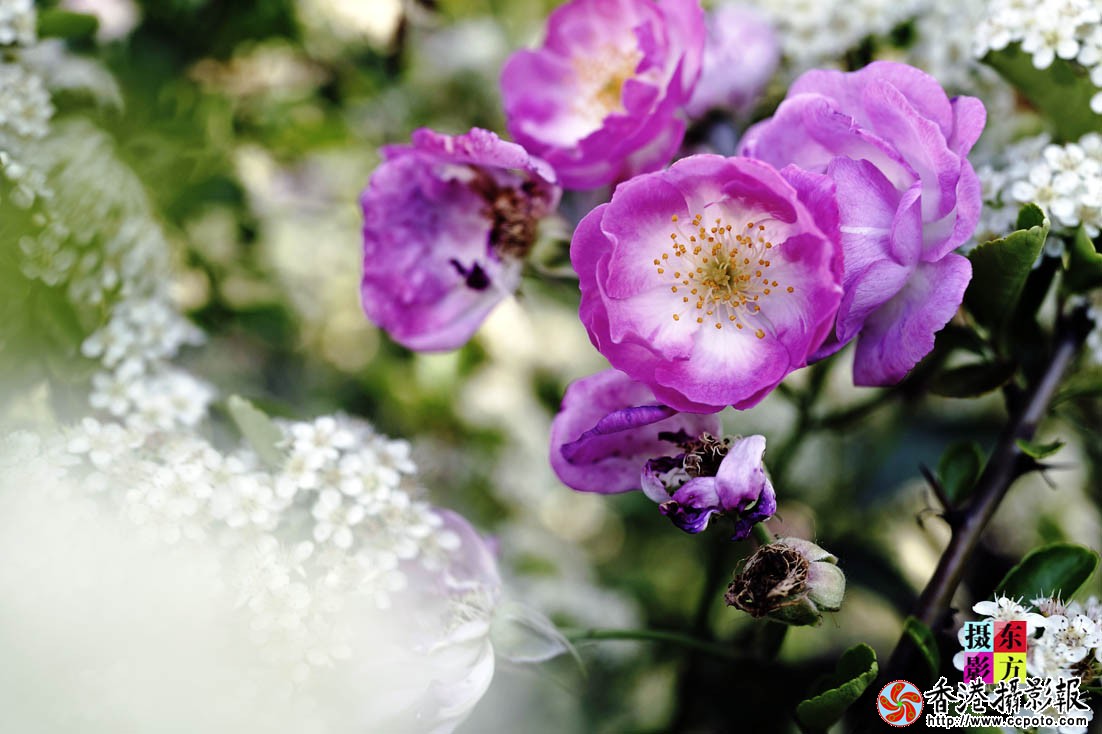 书法广场的月季花9..jpg