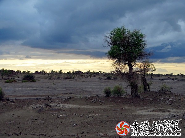 DSC07610_副本_600.jpg