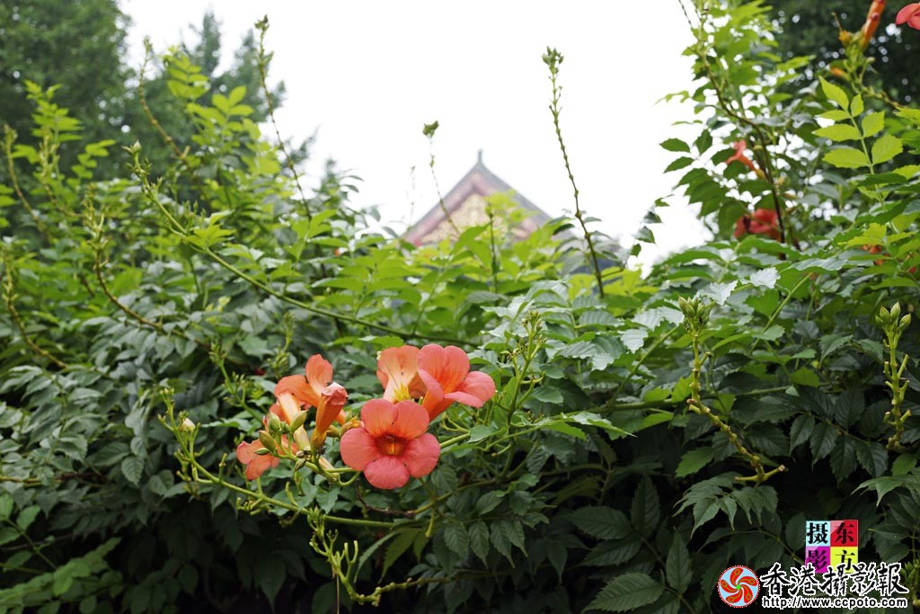 墙里开花墙外红1..jpg